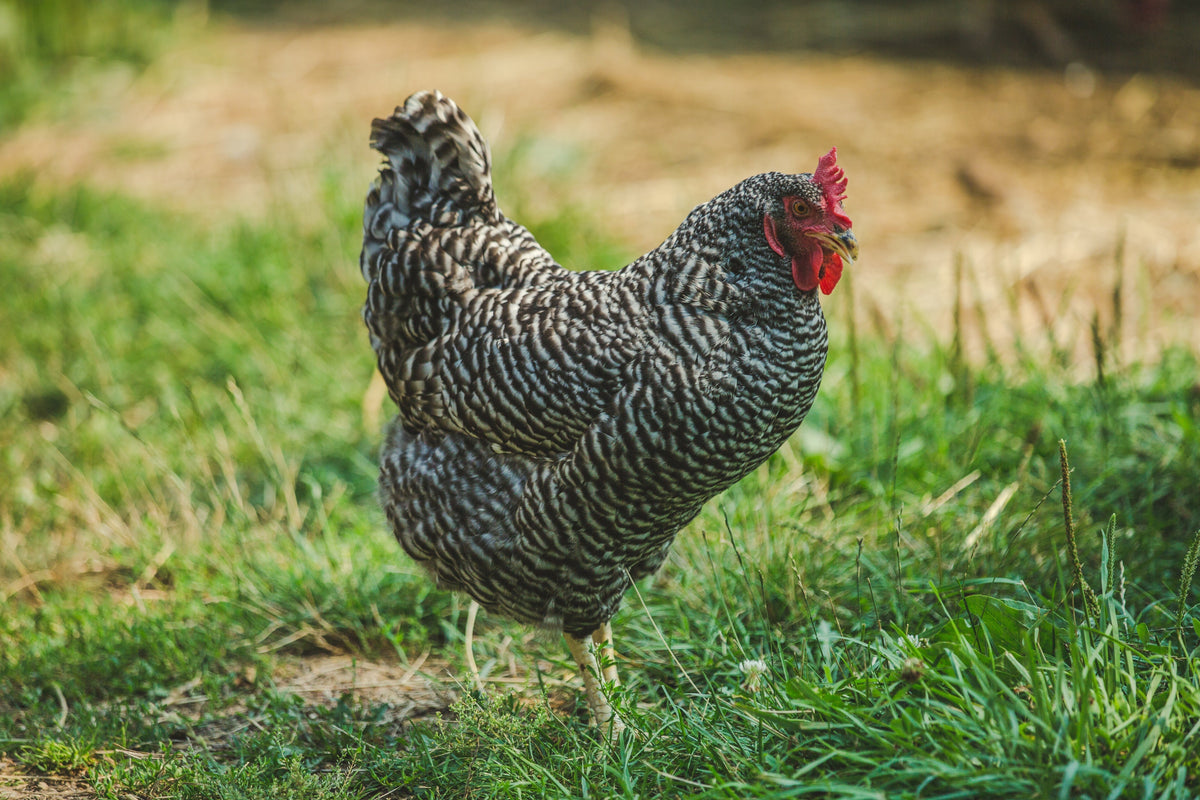 Children and Chickens